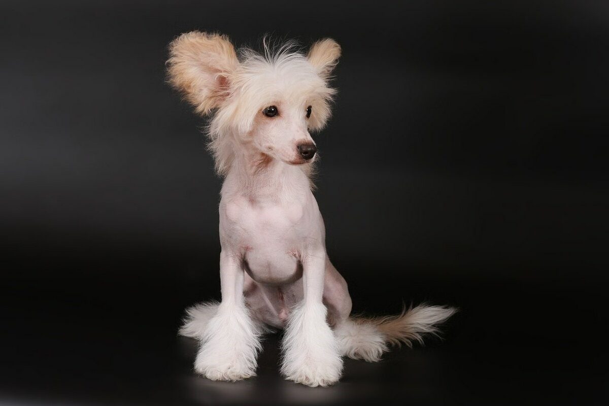 How to choose a Chinese Crested puppy on a bulletin board in Israel