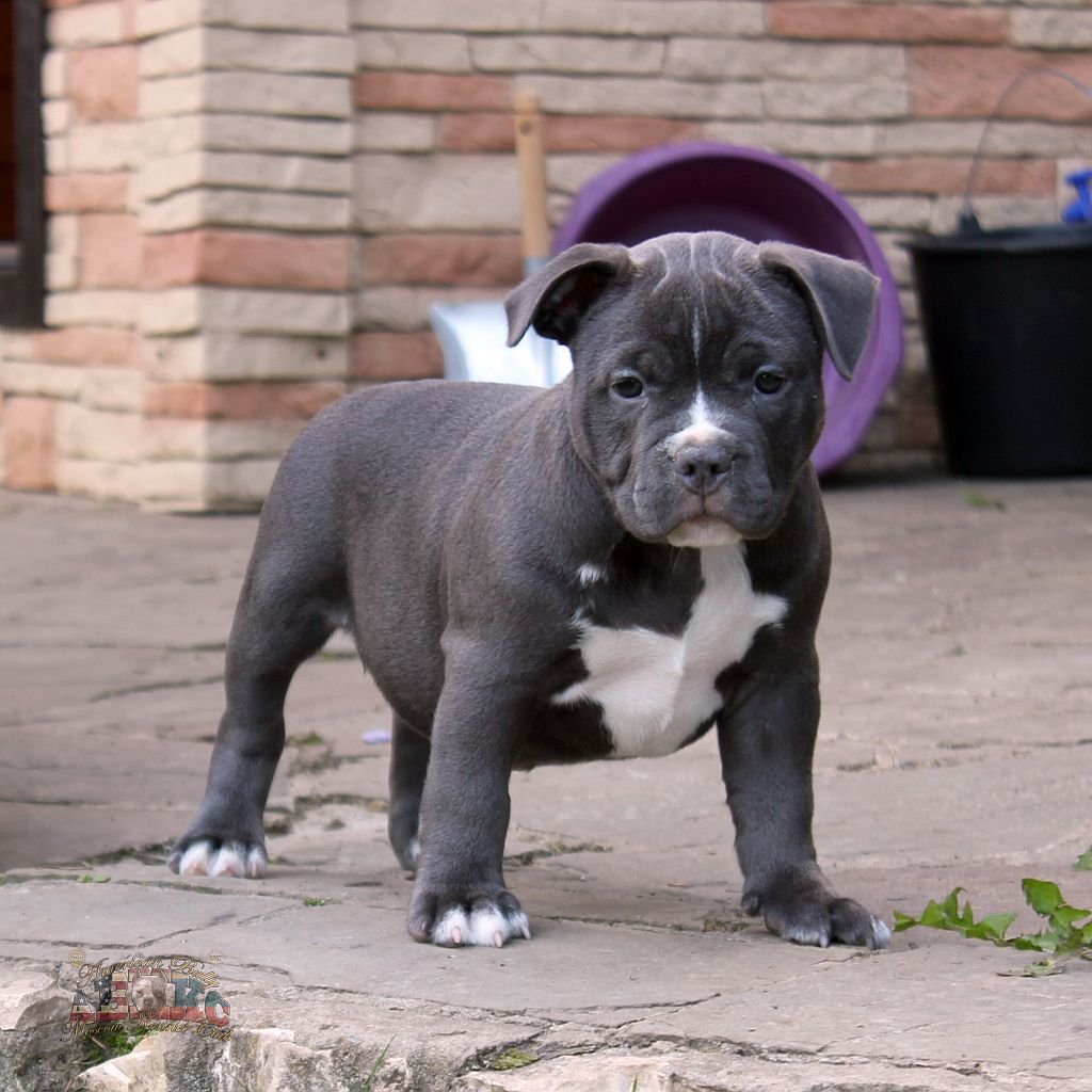 How to choose an American Bully puppy on a bulletin board in Israel