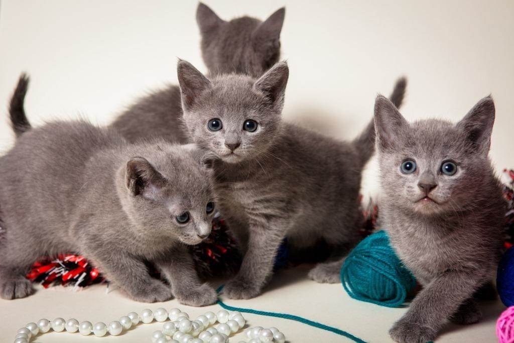 Comment choisir un chaton de race bleue russe sur un babillard en Israël