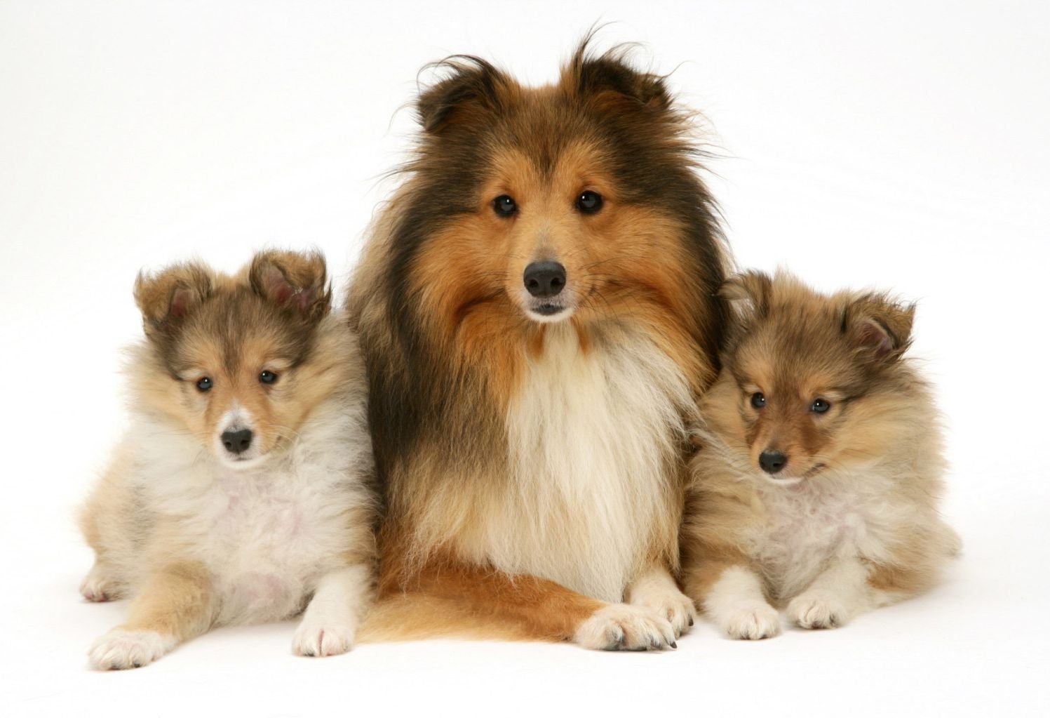 How to choose a Sheltie puppy on a bulletin board in Israel