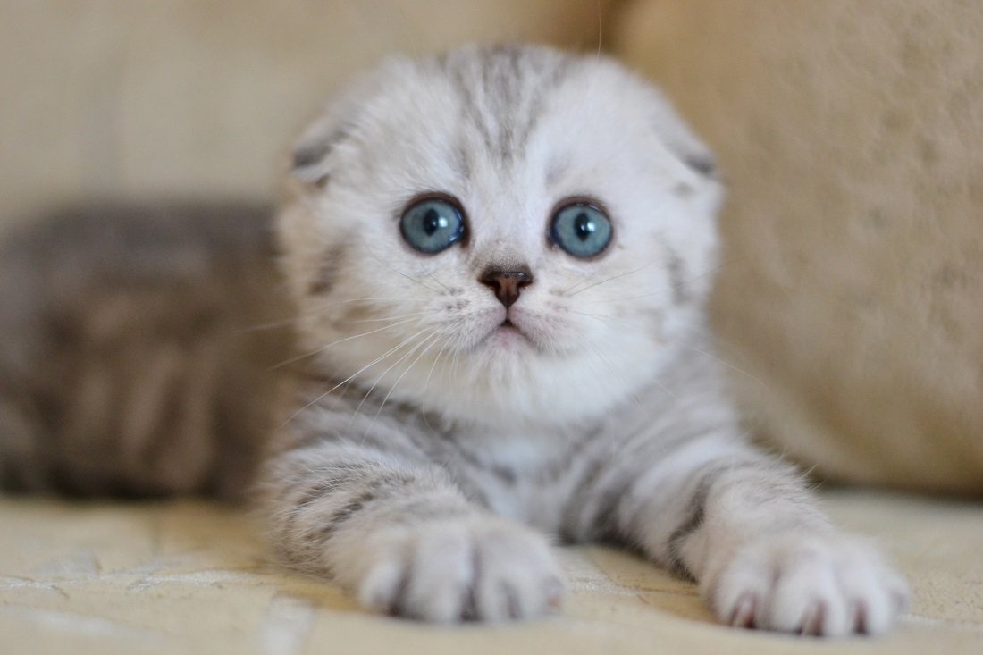 Scottish fold kittens to buy in Netanya: Unusual and charming.