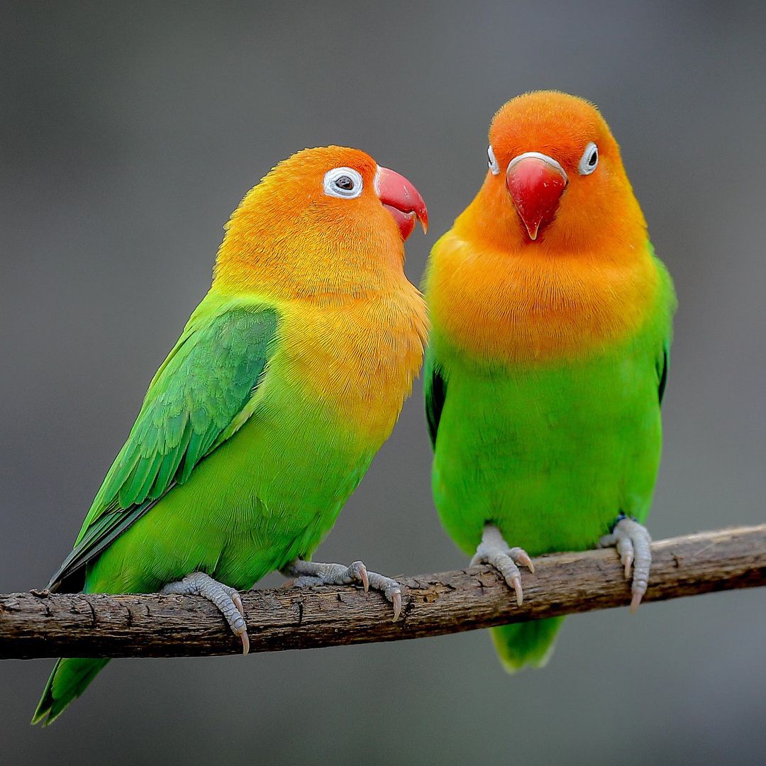 Purchasing and caring for a lovebird parrot in Israel: important aspects of care