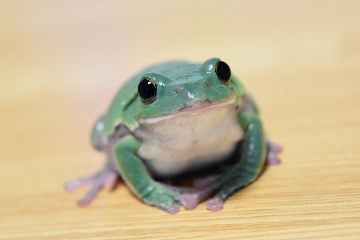 How to choose and buy a pet frog on a bulletin board in Israel