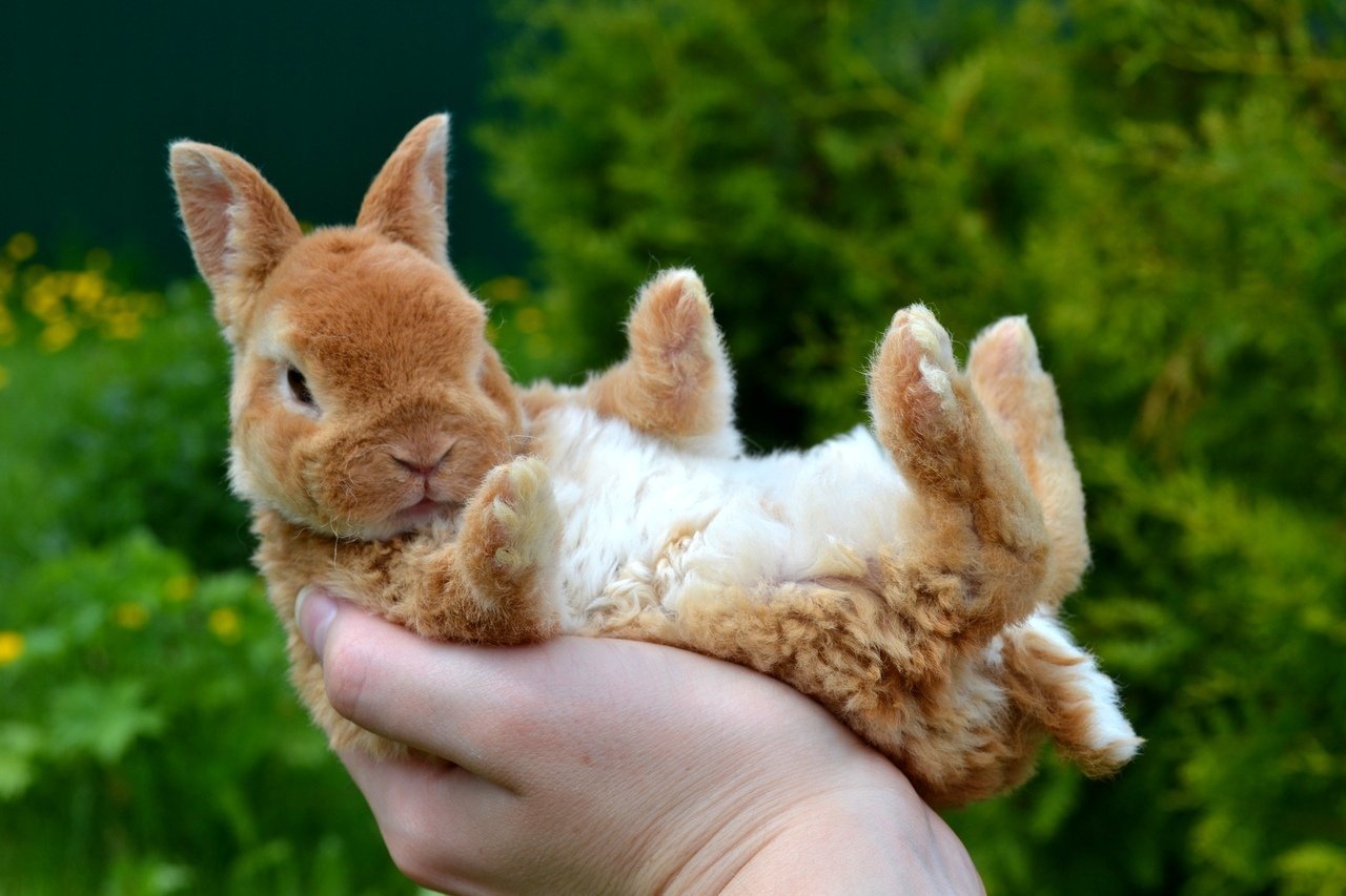 Как выбрать и купить карликового кролика лисы на доске объявлений в Израиле