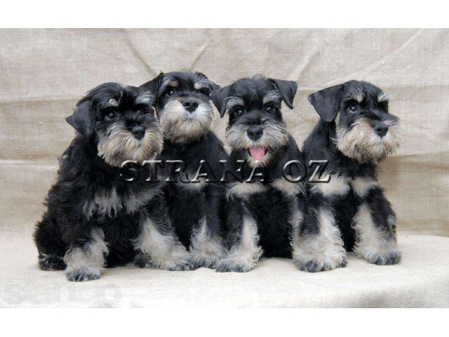 How to choose a Miniature Schnauzer puppy   on a bulletin board in Israel