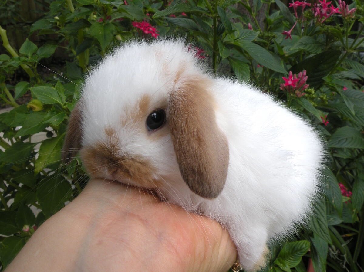 Comment choisir et acheter un lapin Minilope sur le tableau d'affichage en Israël