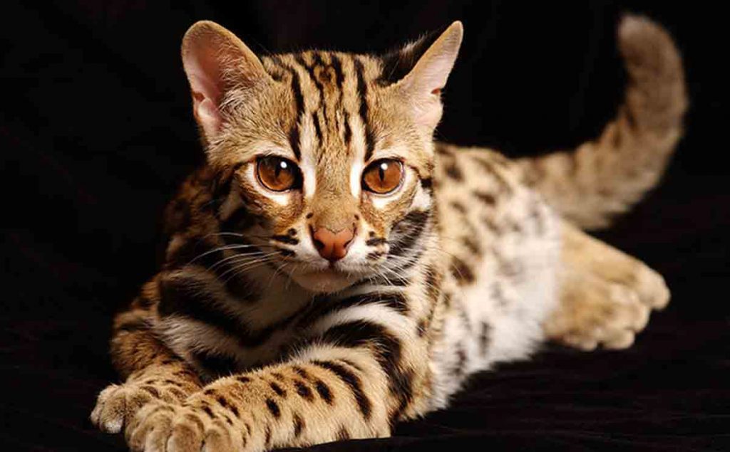 חתלתולים טויגר למכירה בקיסריה: נמרים מיניאטוריים בעלי אופי שובב.