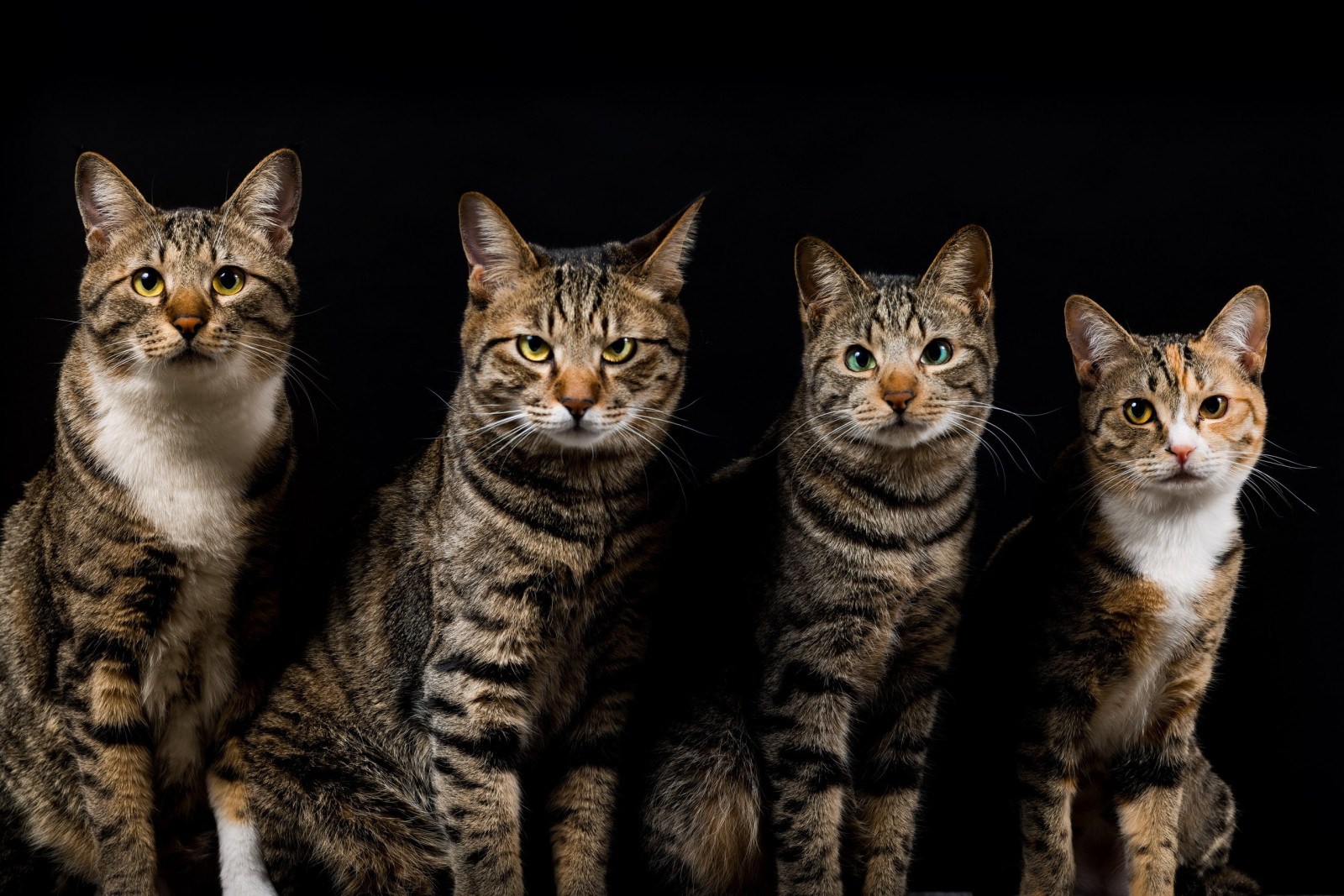 Vente de chats de race européenne en Israël sur le babillard
