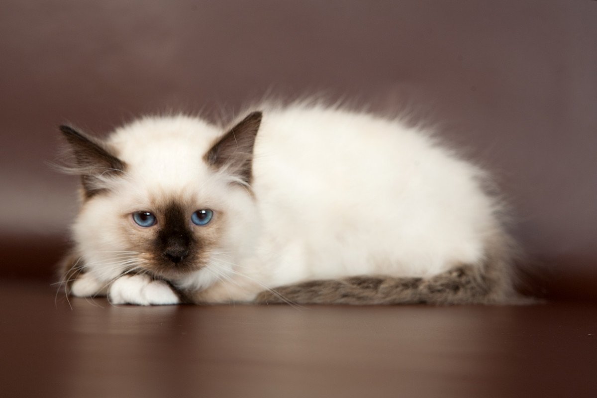 Burmese kittens for sale in Akko: Affectionate and intelligent feline companions.