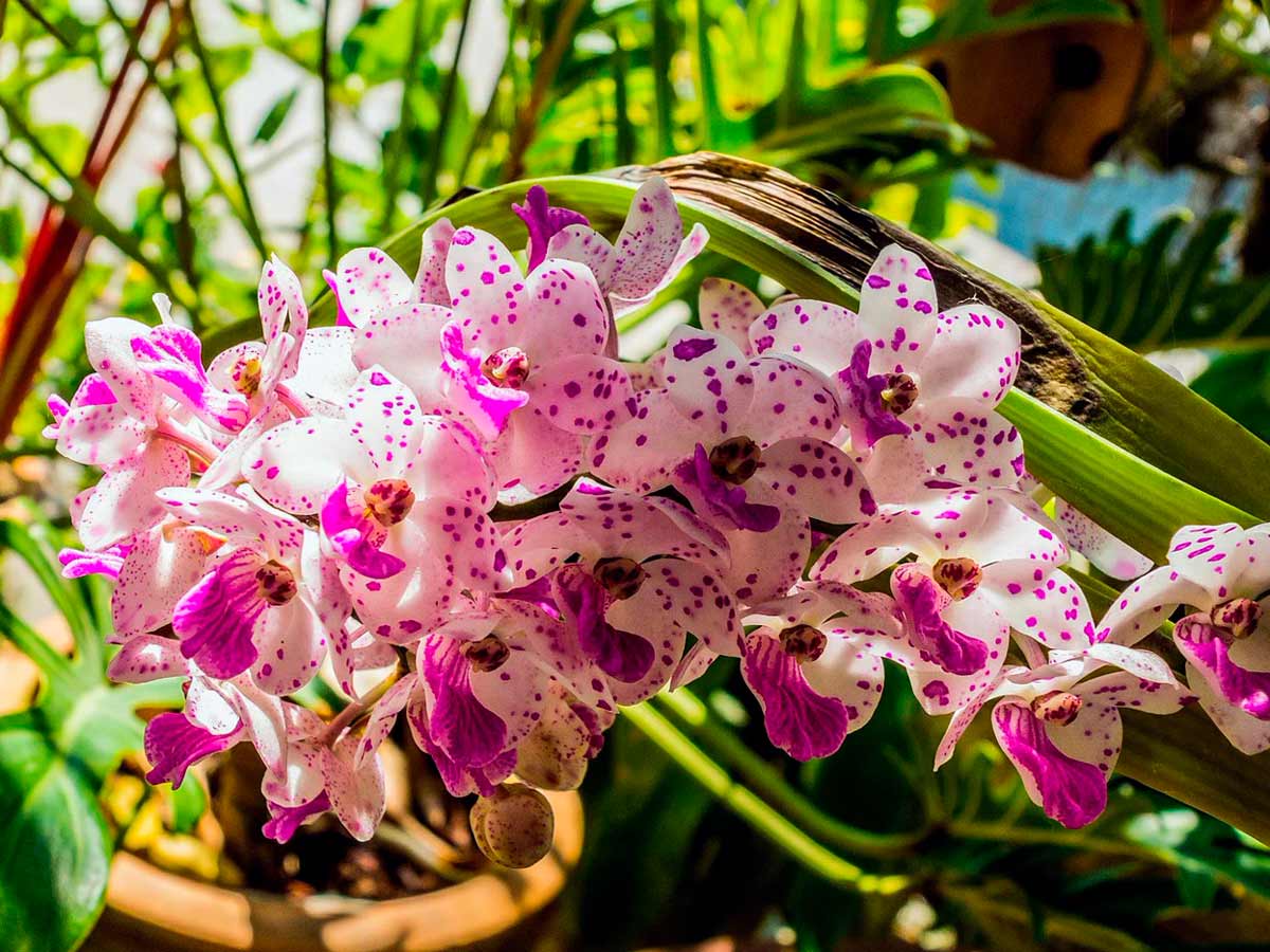 How to choose and buy orchids in Israel on the message board