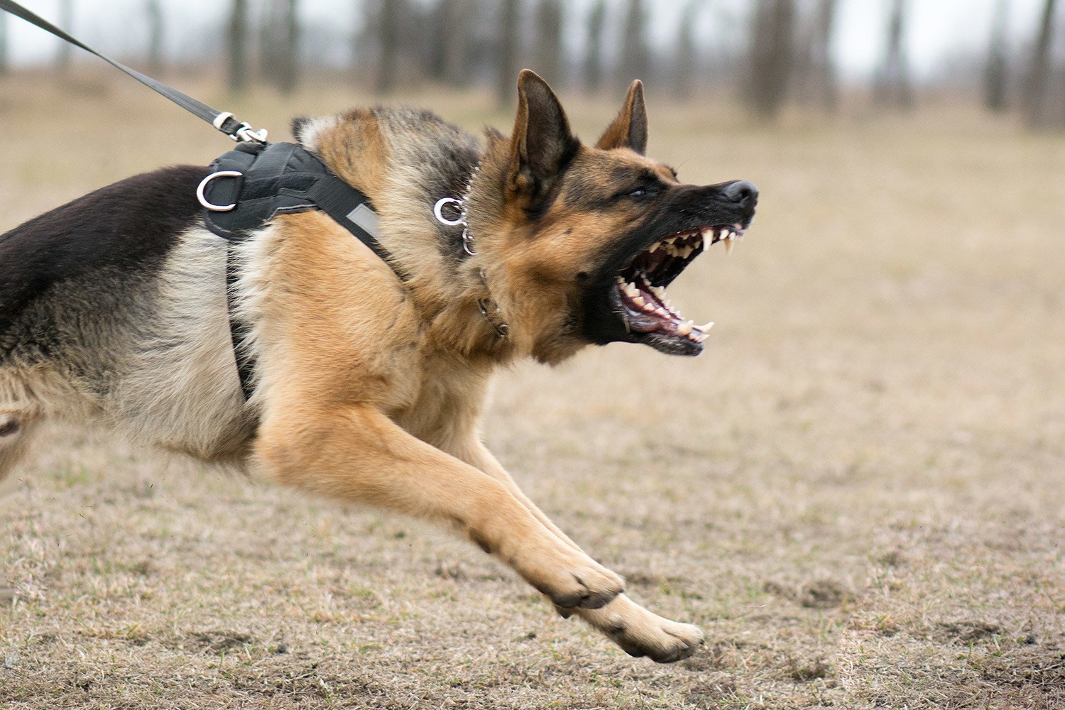 Recognition of signs of aggression in dog breeds