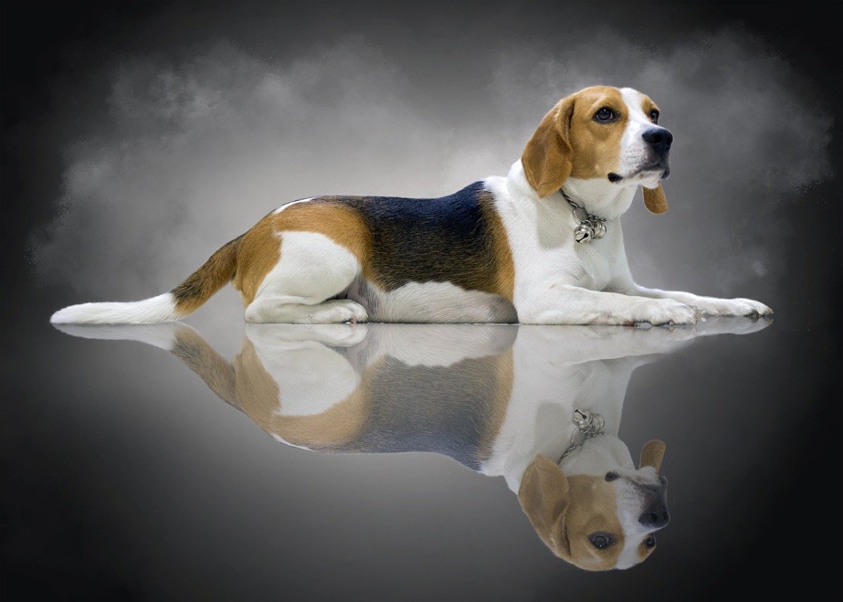 How to choose and buy a Beagle breed dog on a bulletin board in Israel
