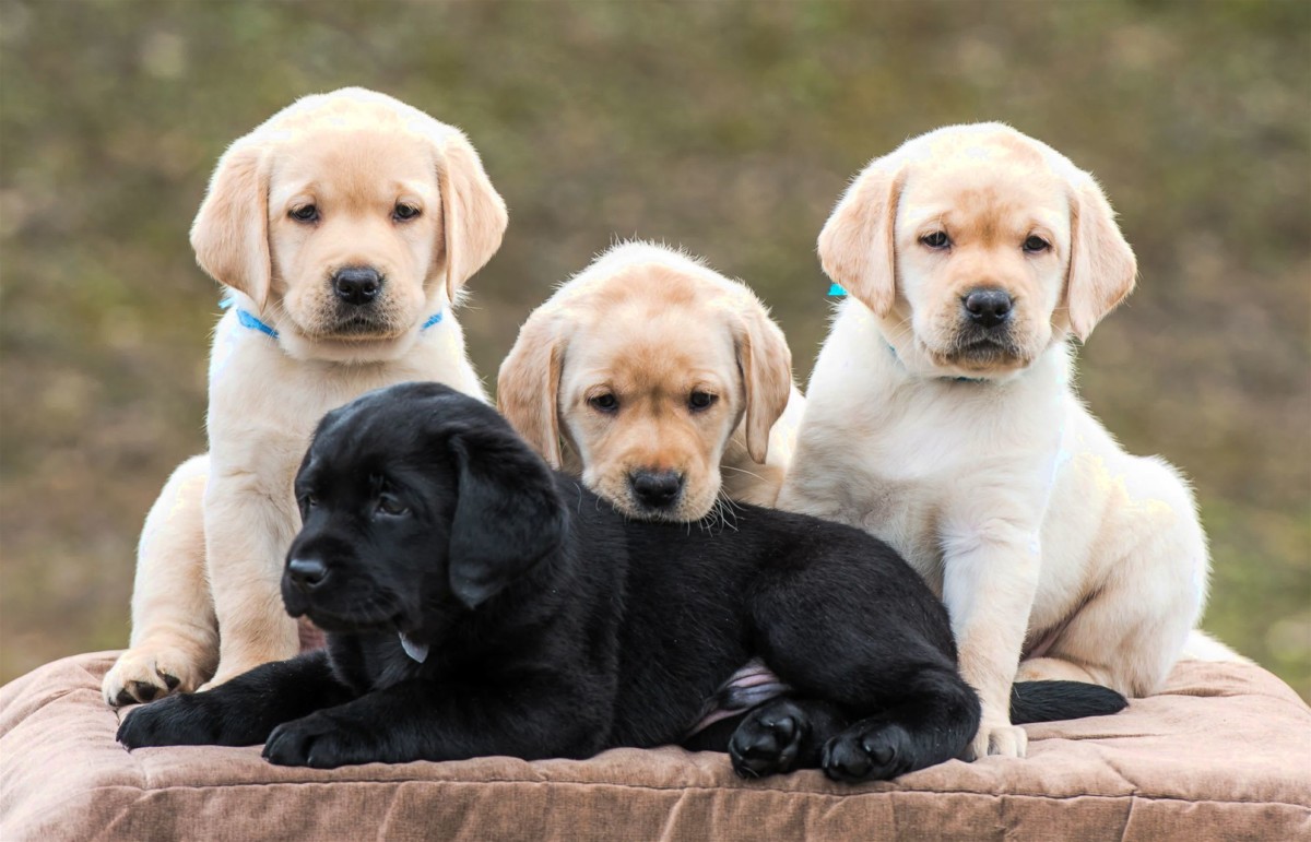 How to choose a Labrador puppy on a bulletin board in Israel