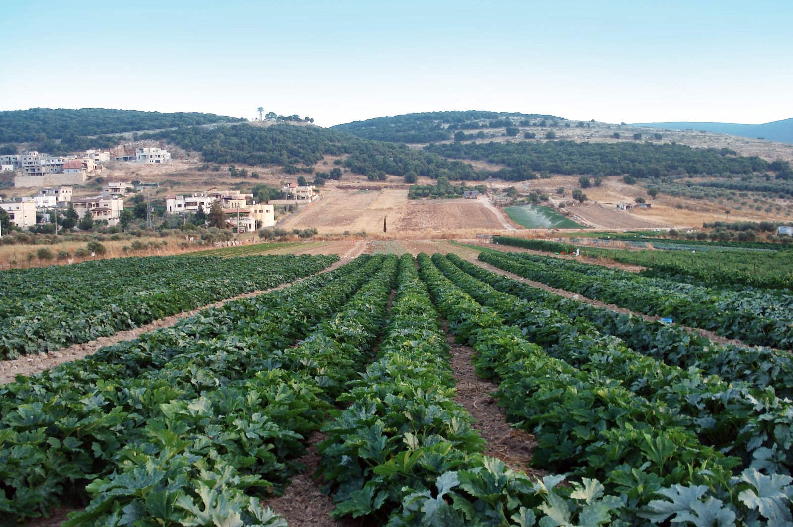 Découvrez des terrains agricoles à acheter en Galilée.