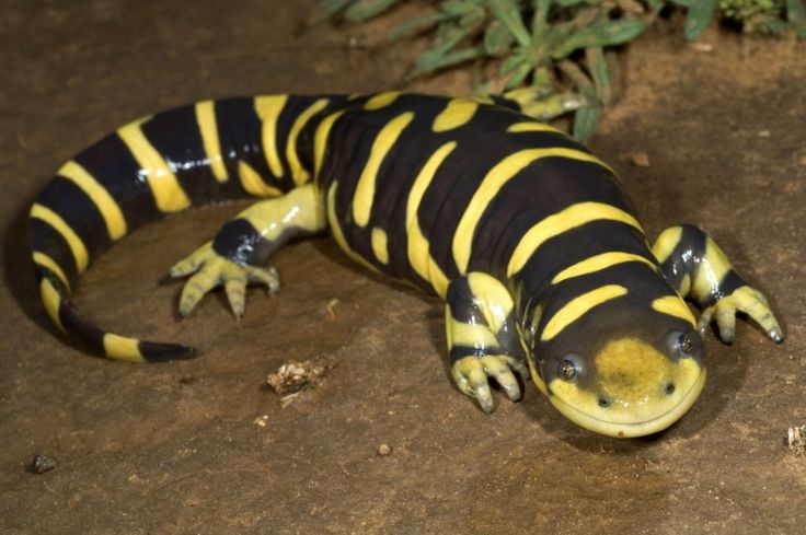 Comment choisir et acheter une salamandre tigrée sur un tableau d'affichage en Israël