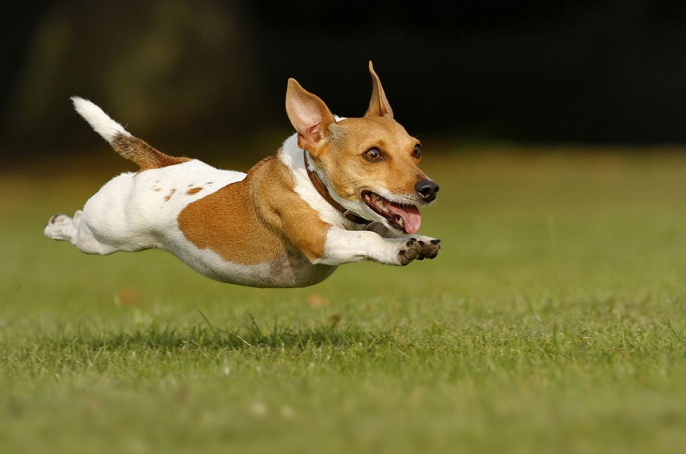 Top 5 Dog Breeds for an active Lifestyle