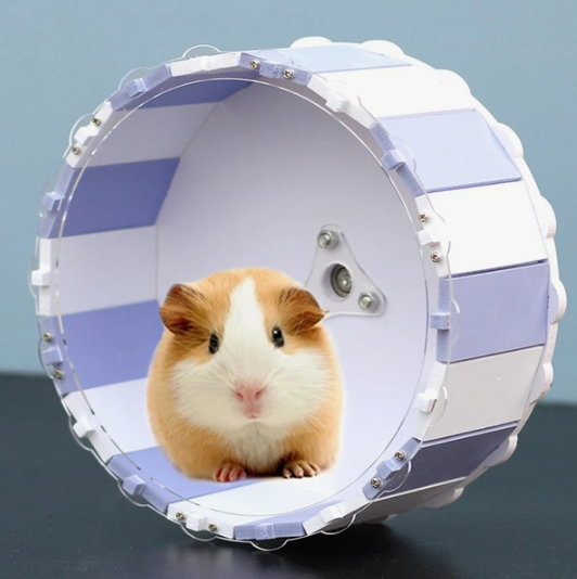 Buying Hamster Wheels in Israel: Providing Exercise for Your Small Pet