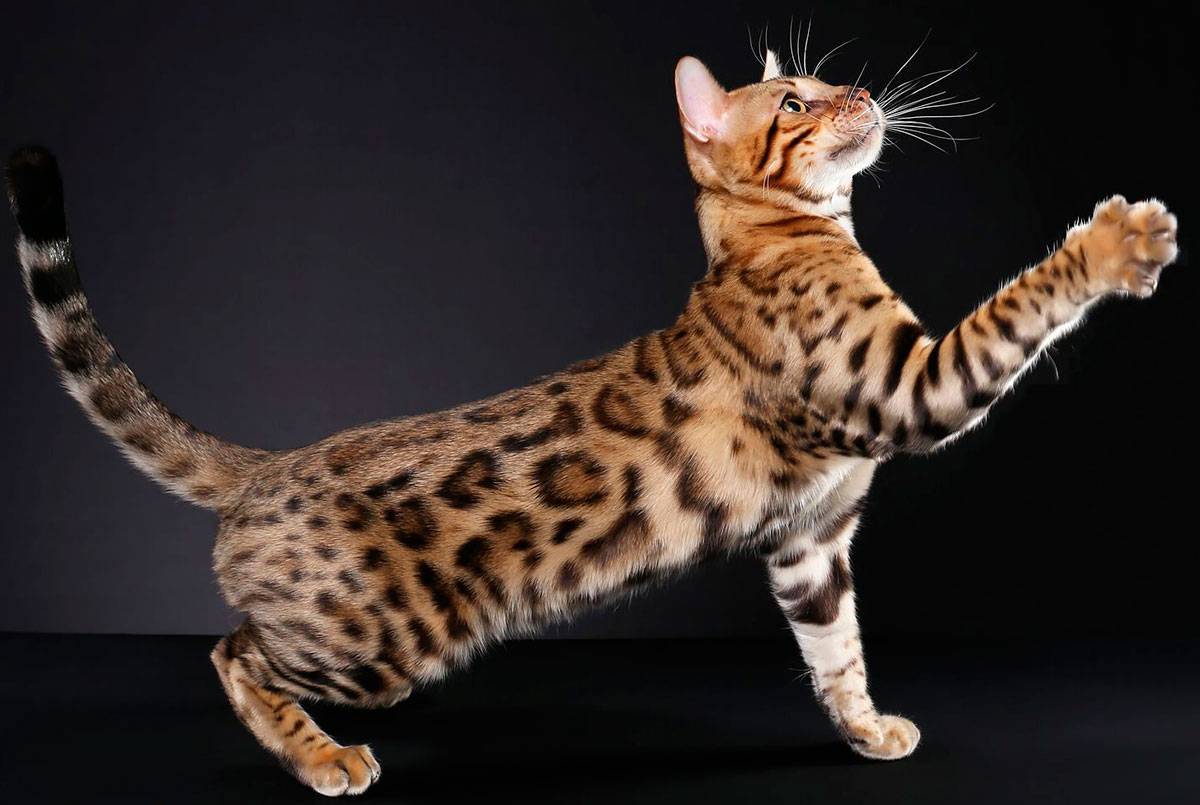 Cat Breeds with Unusual Characters: Feline Personalities that Stand out