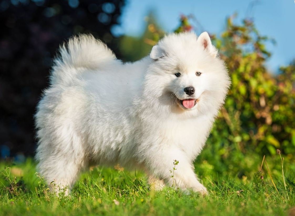 How to choose and buy a Samoyed breed dog on a bulletin board in Israel