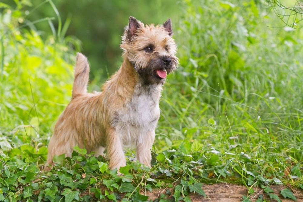 Comment choisir et acheter un chien de la race Kern Terrier sur un tableau d'affichage en Israël