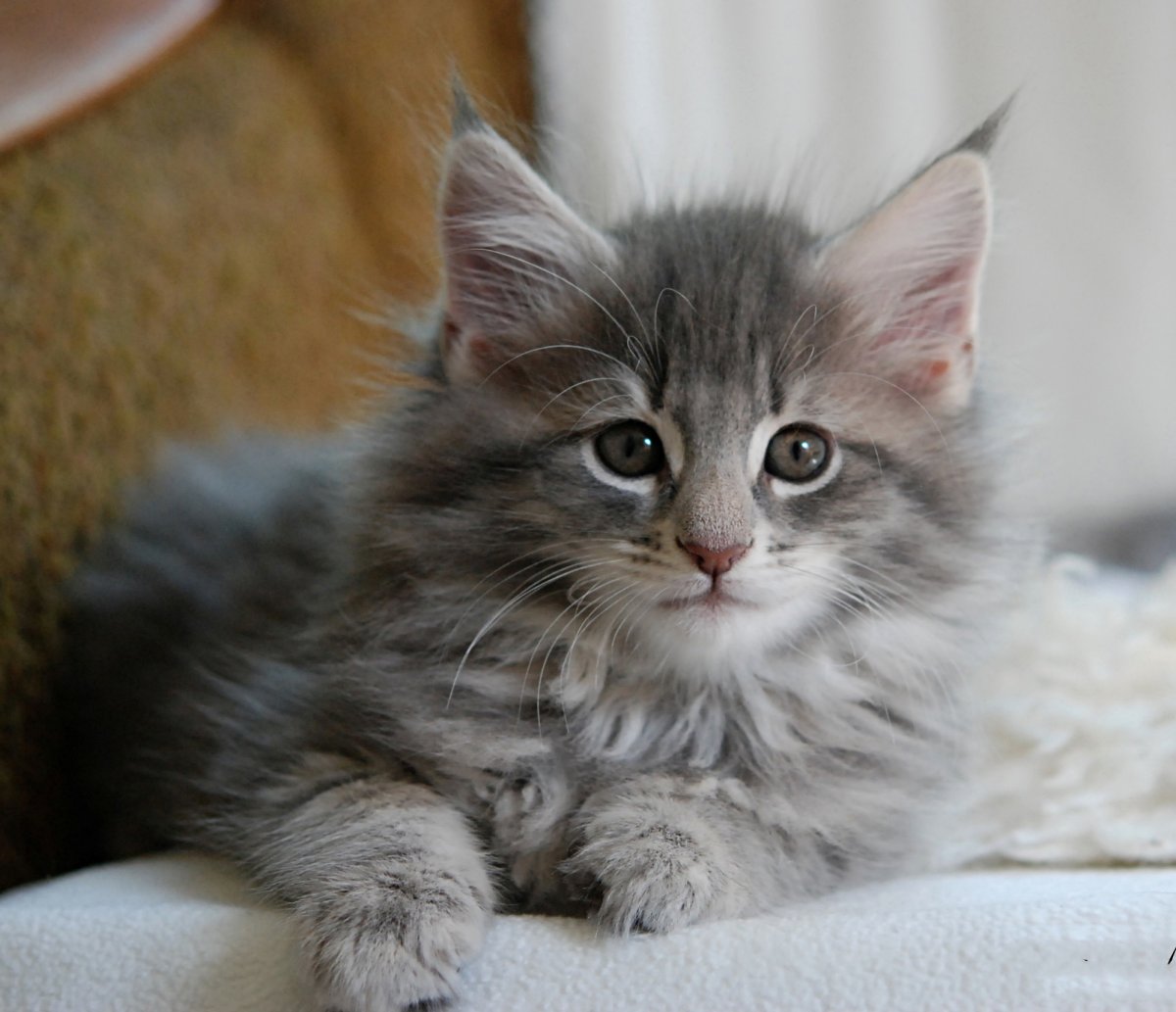 Norwegian forest kittens for adoption in Raanan: Explore the majestic beauty of nature.