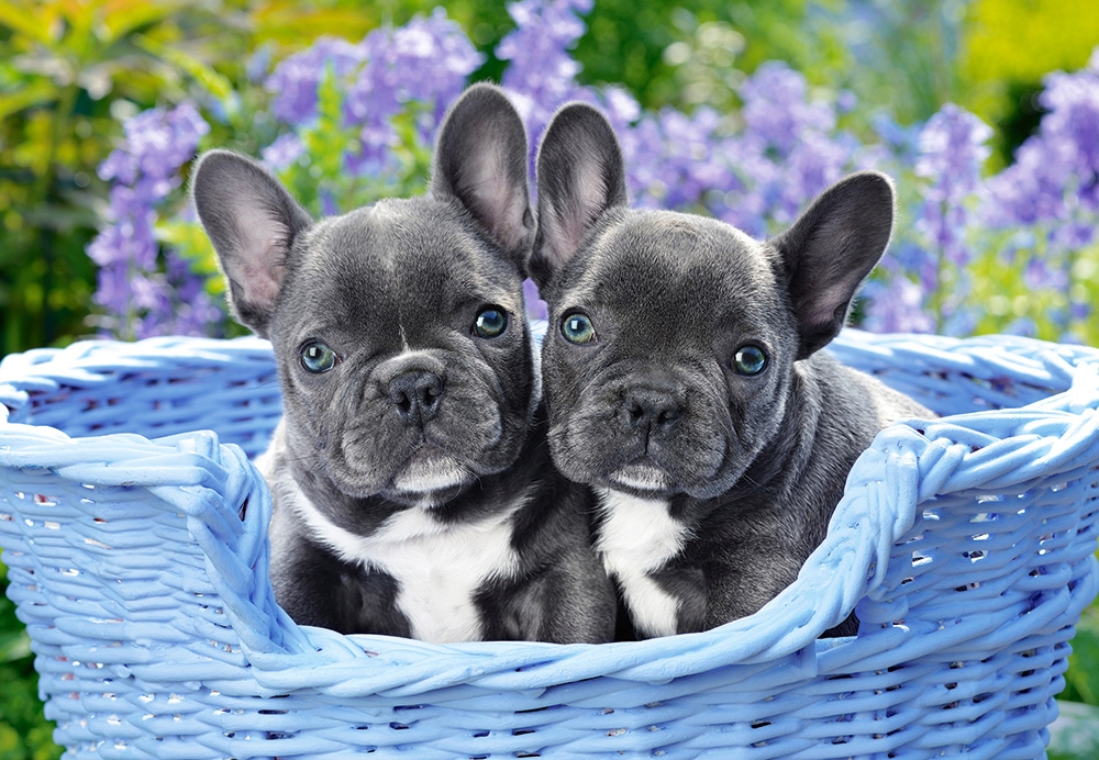 Buy French Bulldog puppies in Metula: Charming and affectionate companions.