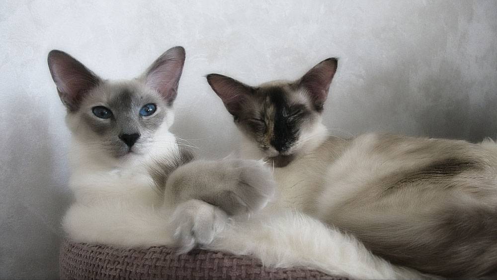 Sale of Balinese cats in Israel on the bulletin board