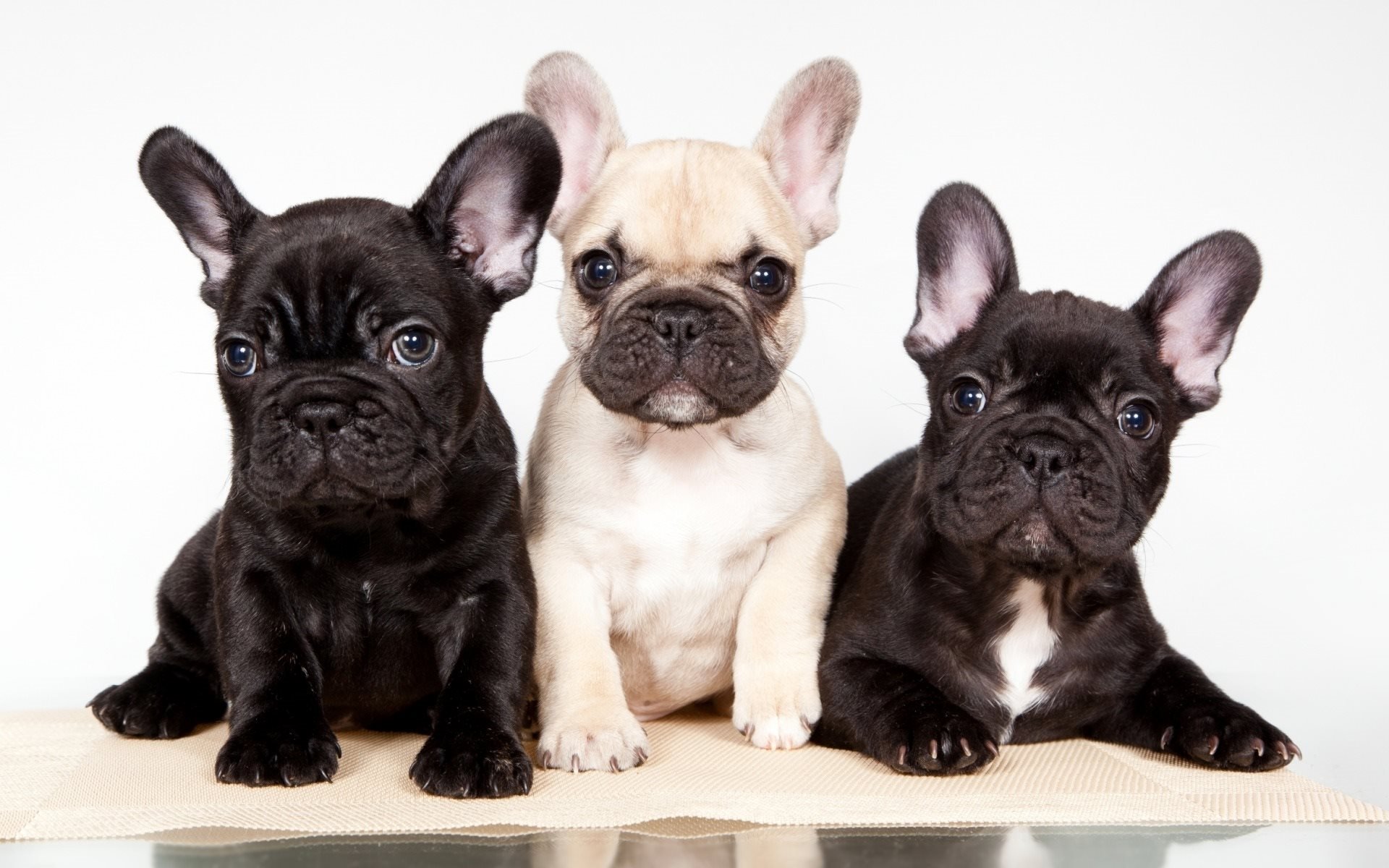 How to choose a French Bulldog puppy on a bulletin board in Israel