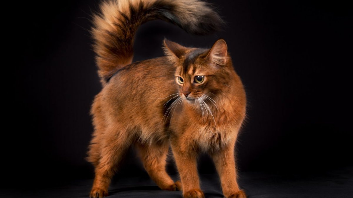 How to choose and buy a Somali cat on a bulletin board in Israel.
