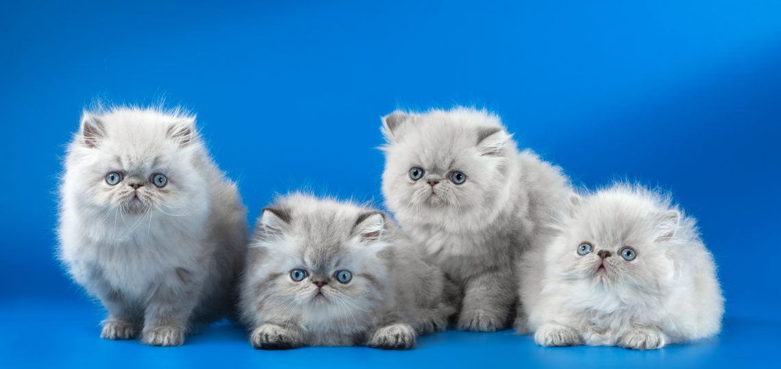 Persian kittens that are expected in Nazareth: elegant and regal pets.
