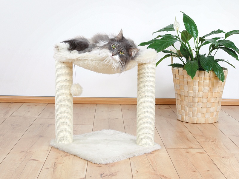 Buying Cat Scratching Posts in Israel: Protecting Your Furniture