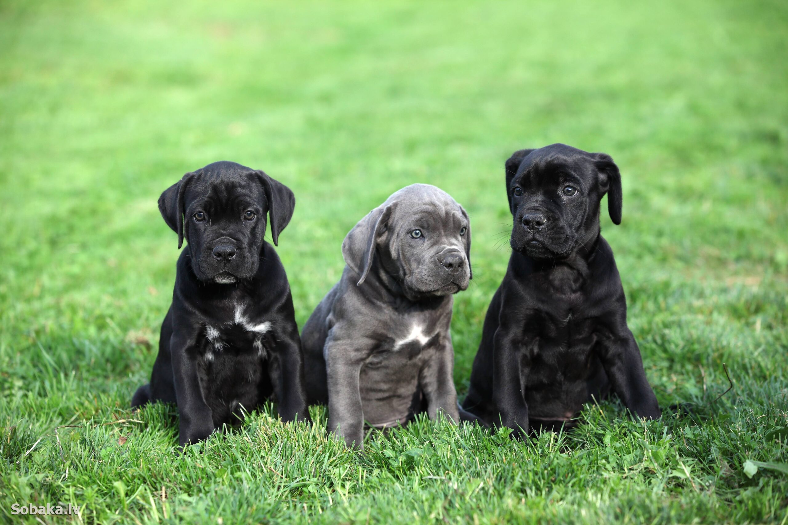 How to choose a Cane Corso puppy on a bulletin board in Israel