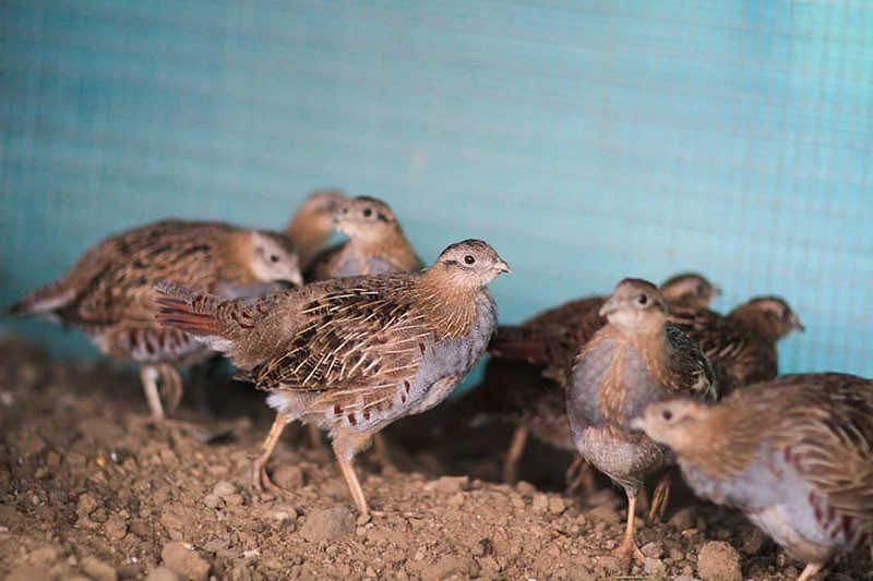 Acquisition and care of partridge birds in Israel: key aspects of maintenance