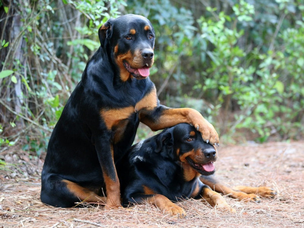 How to choose and buy a Rottweiler breed dog on a bulletin board in Israel