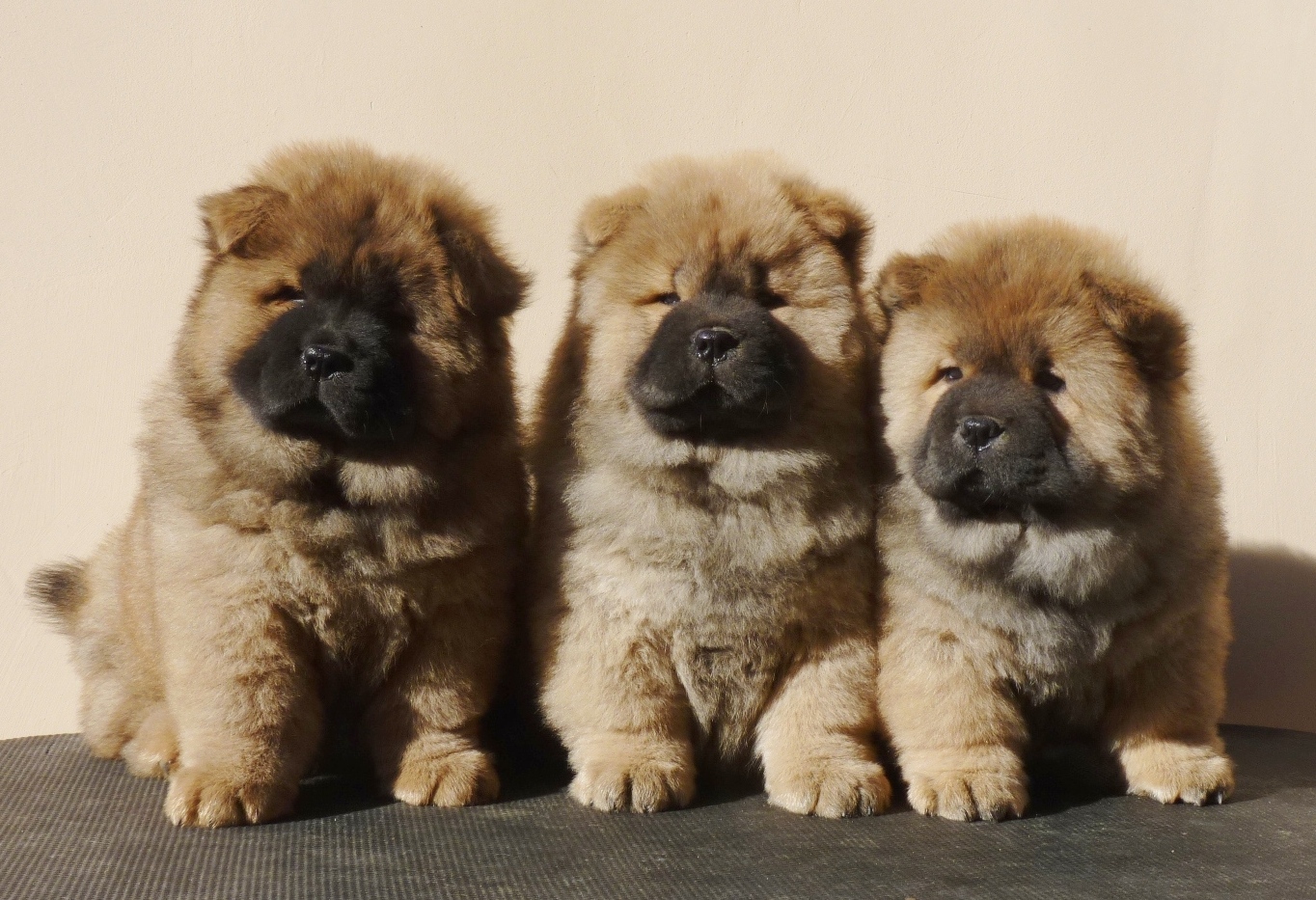 How to choose a Chow Chow puppy on a bulletin board in Israel