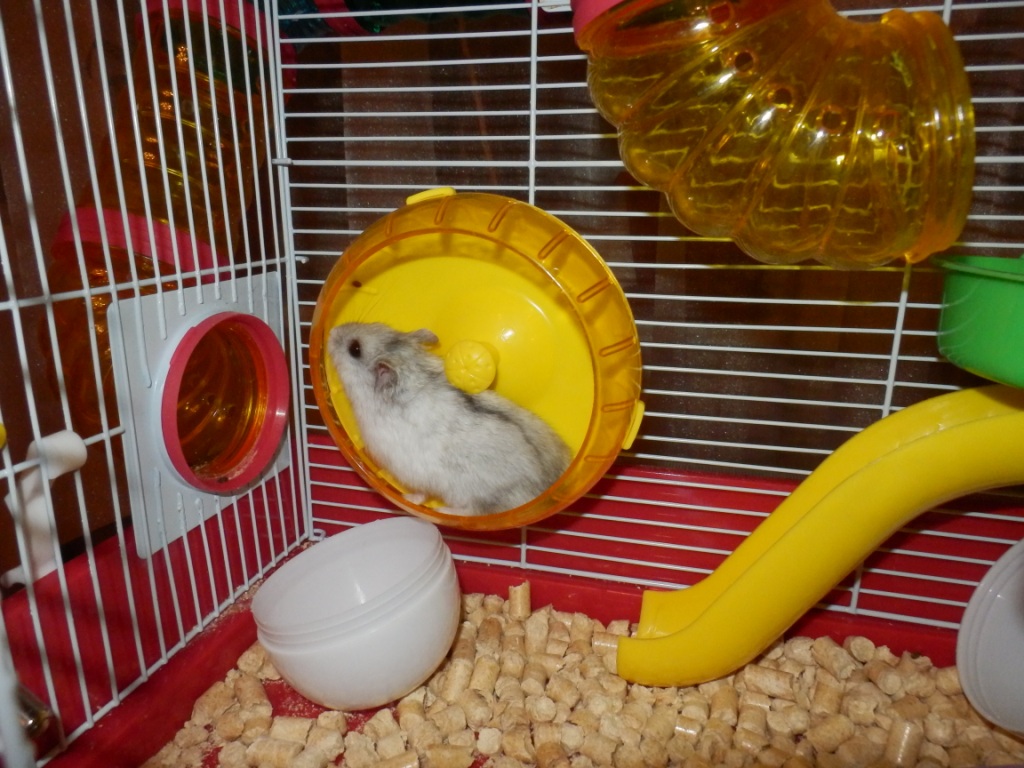 Where to Buy Hamster Bedding in Israel: Ensuring Comfort for Your Rodent