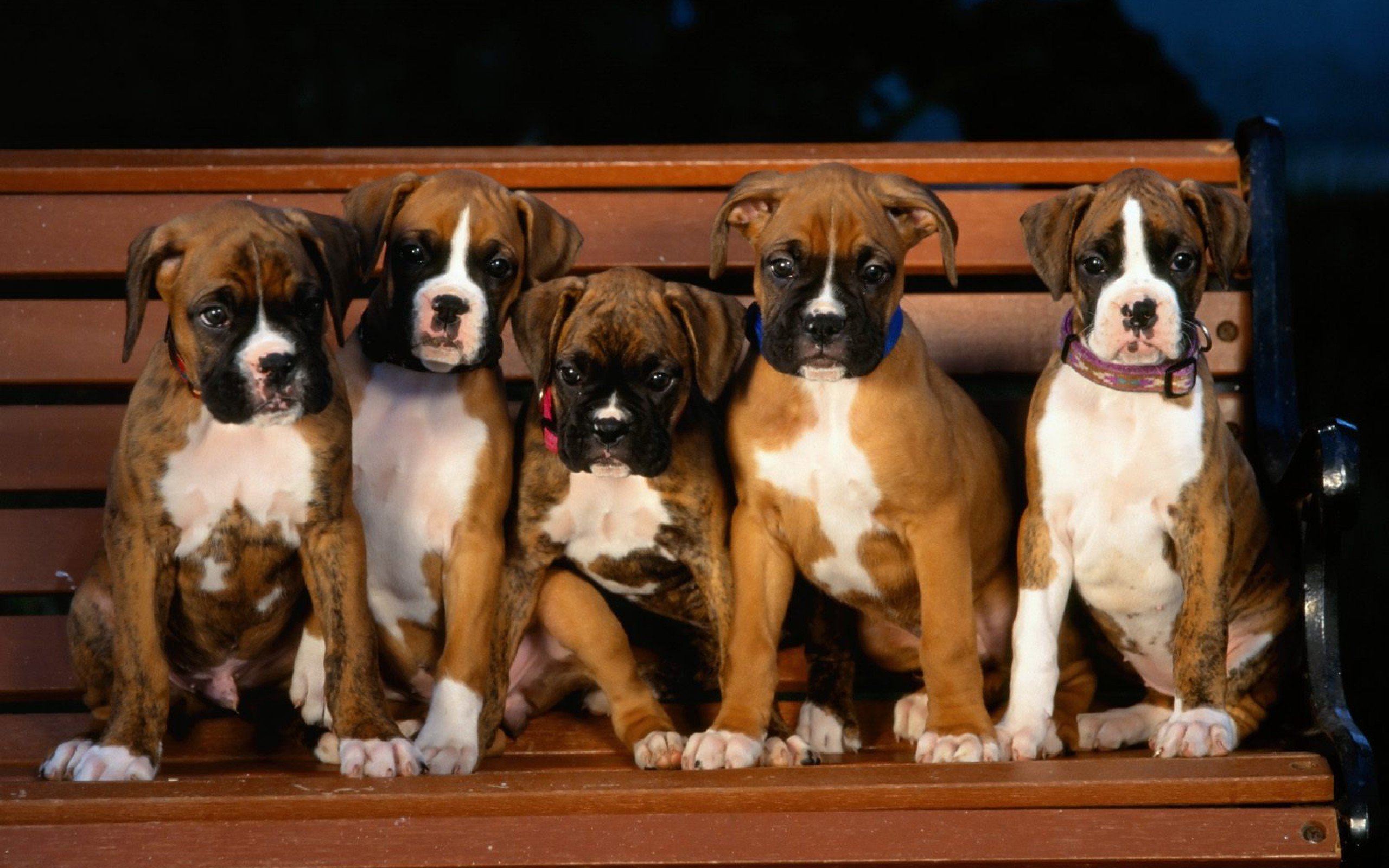 How to choose a Boxer puppy on a bulletin board in Israel