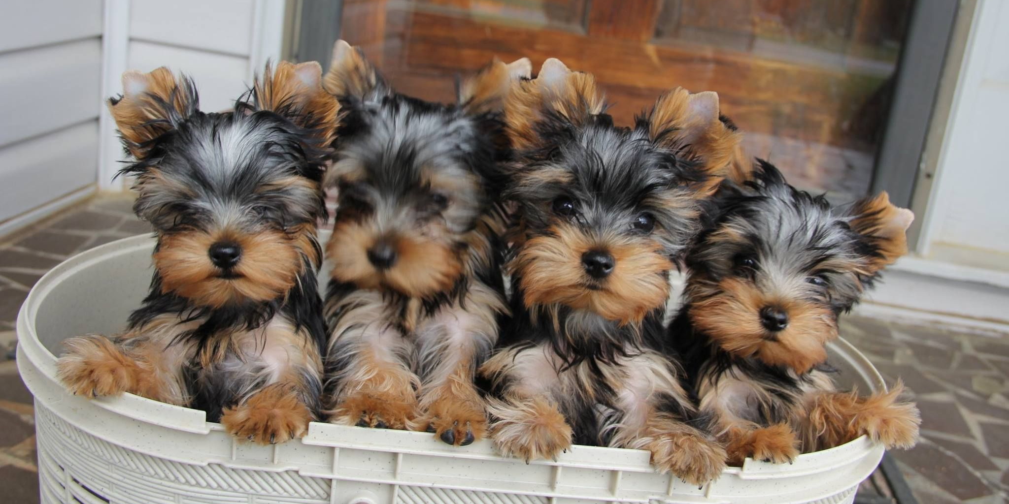 How to choose a Yorkshire Terrier puppy on a bulletin board in Israel