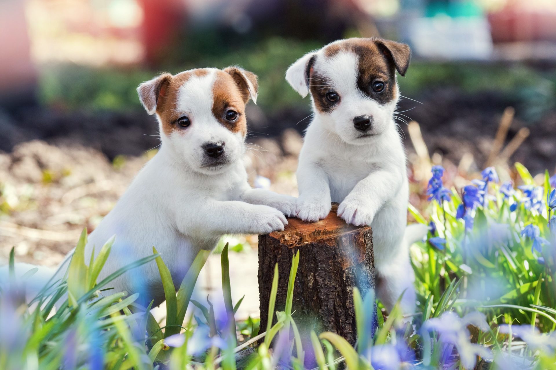 How to choose a Jack Russell Terrier puppy on a bulletin board in Israel