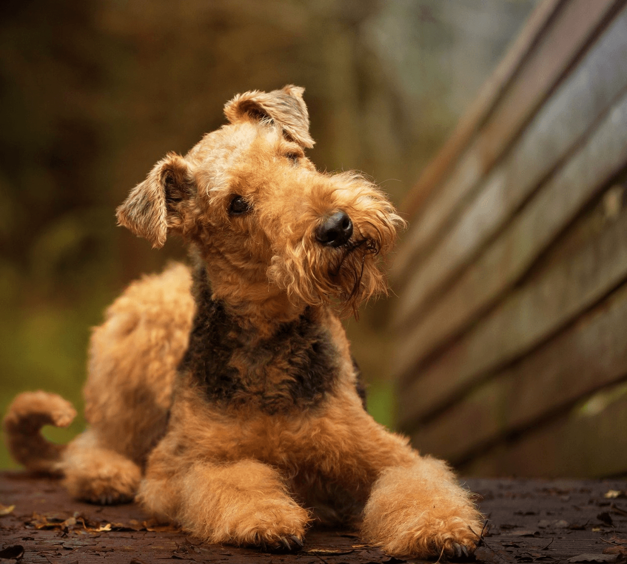 Comment choisir et acheter un chien de race Welsh Terrier sur un babillard en Israël