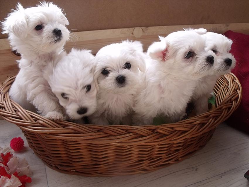 קנה גורי מלטז בדימונה: כלבים אלגנטיים ונאמנים.