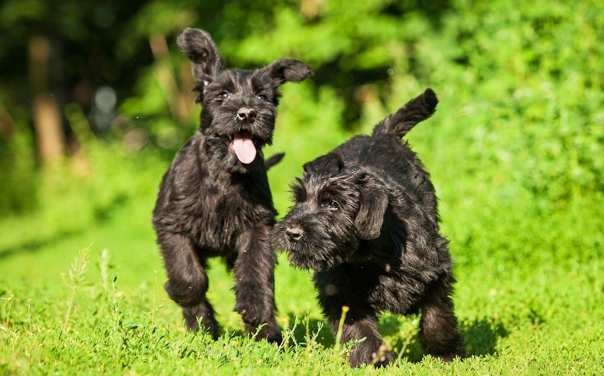 How to choose and buy a Risenschnauzer breed dog on a bulletin board in Israel