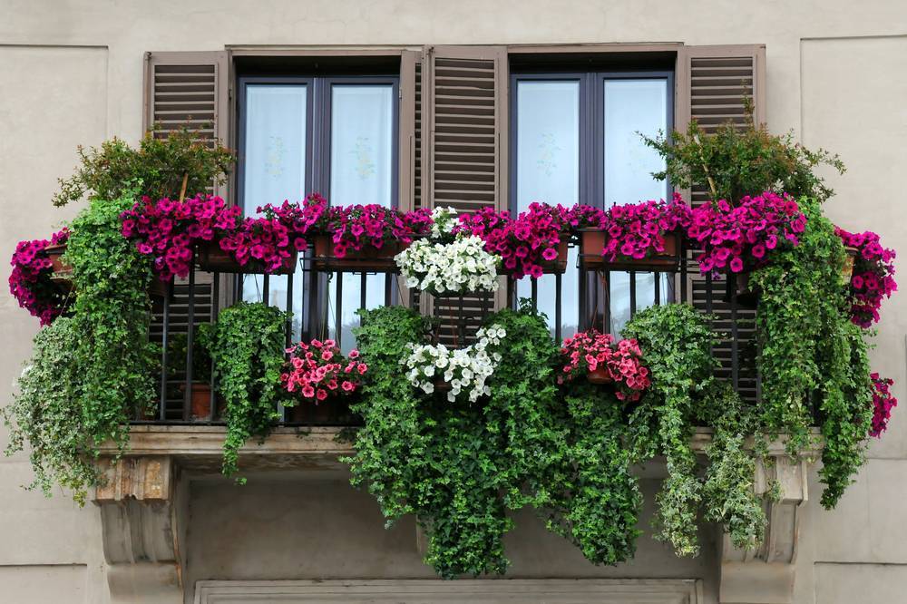 How to choose and buy decorative plants for a balcony in Israel
