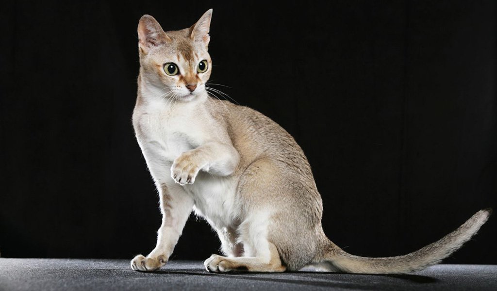 Comment choisir et acheter un chat de race Singapour sur un tableau d'affichage en Israël.
