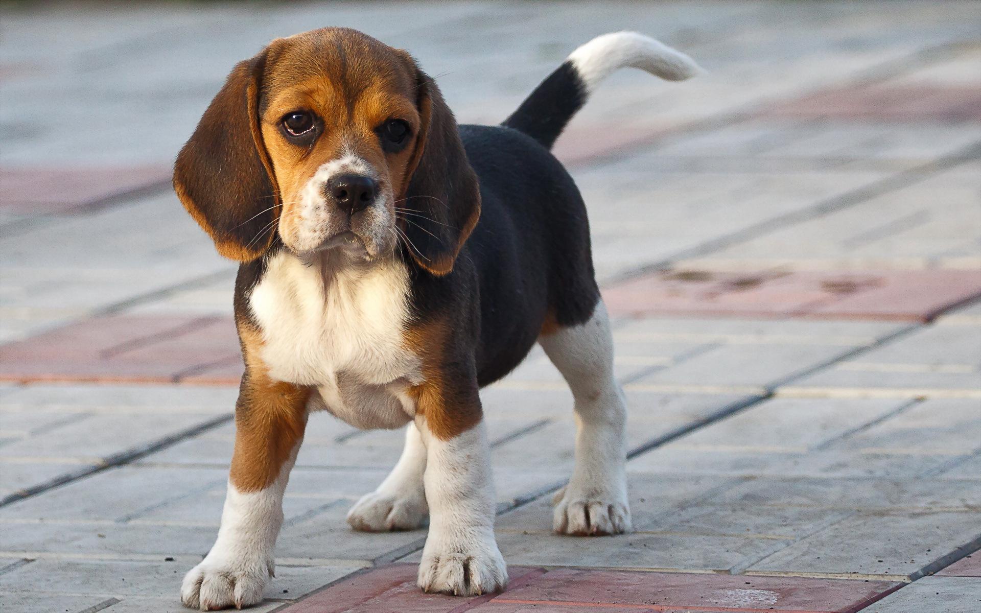 How to choose a Beagle puppy on a bulletin board in Israel