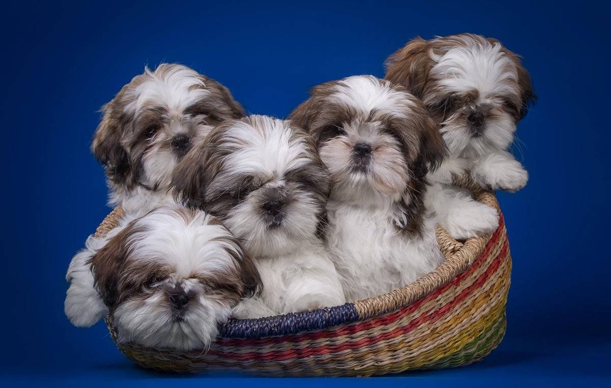 How to choose a Shih Tzu puppy on a bulletin board in Israel