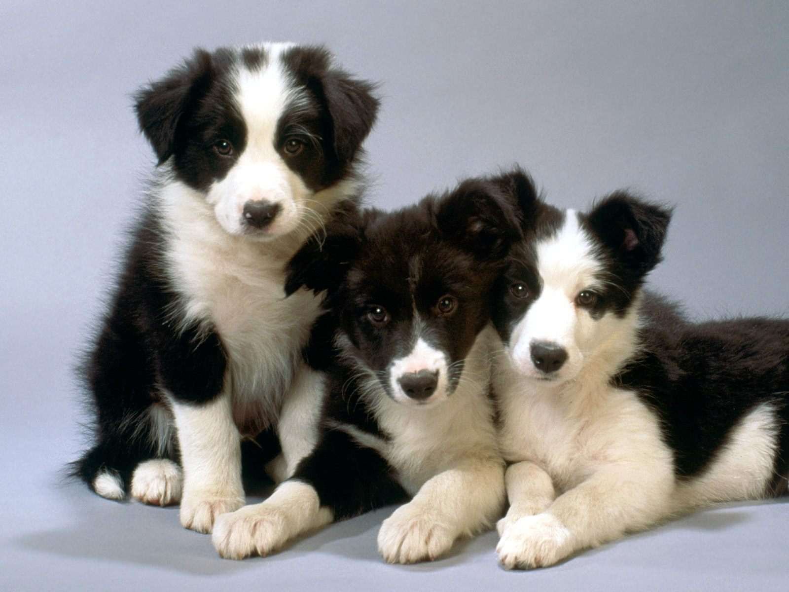 Buy border Collie puppies in Caesarea: smart and agile shepherd dogs.