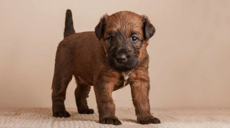 How to choose an Irish Terrier puppy on a bulletin board in Israel