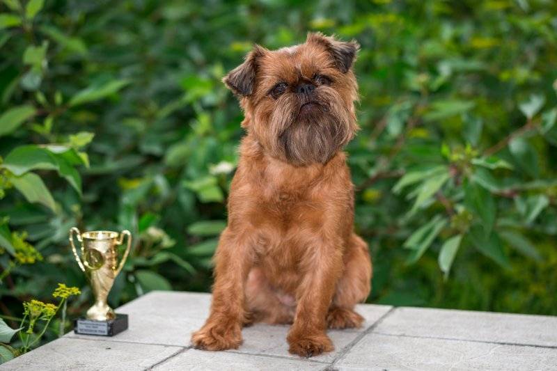 How to choose and buy a Brussels Griffon breed dog on a bulletin board in Israel