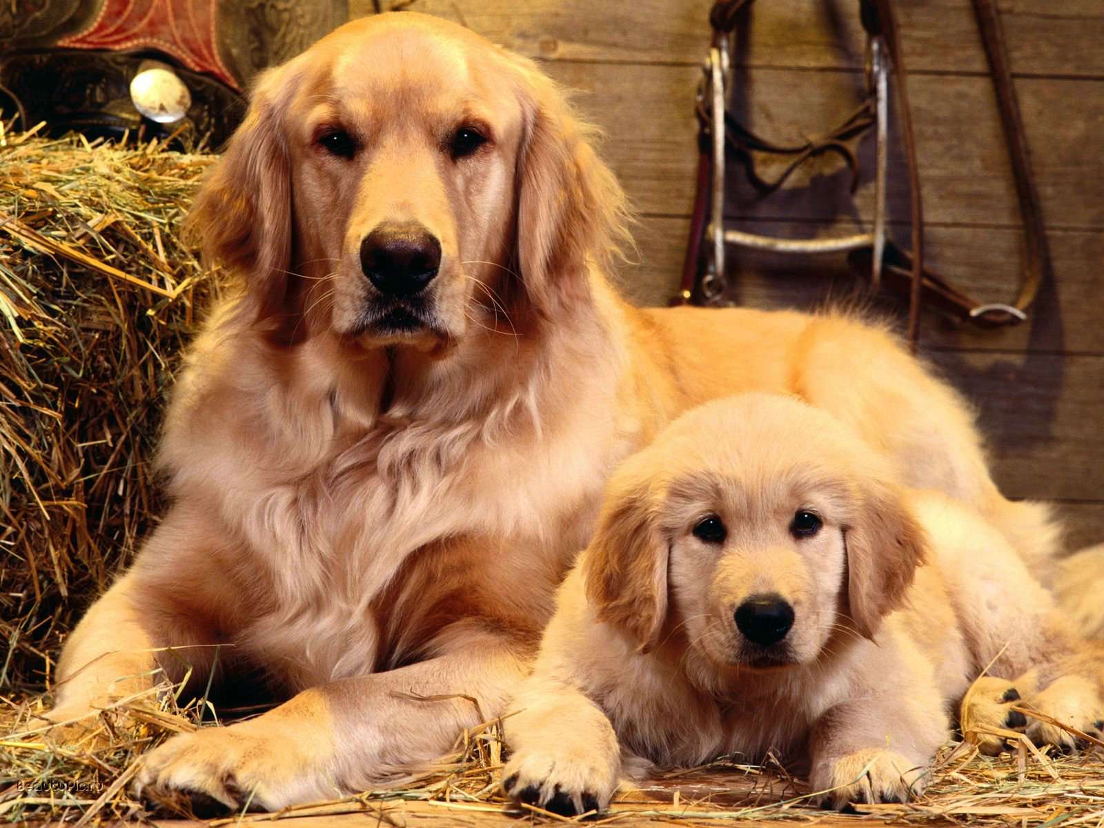 Как выбрать и купить собаку породы золотистый ретривер на доске объявлений в Израиле